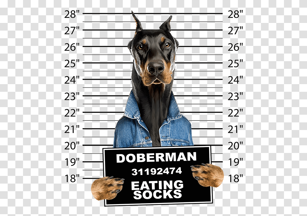 Doberman Mug Shot Download Doberman Eating Socks, Coat, Animal Transparent Png