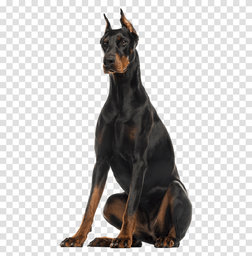 Doberman Pinscher Sitting, Pet, Animal, Dog, Canine Transparent Png