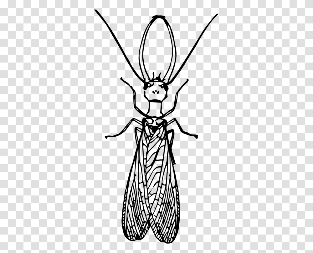 Dobsonflies Insect Drawing Fly Computer Icons, Gray, World Of Warcraft Transparent Png