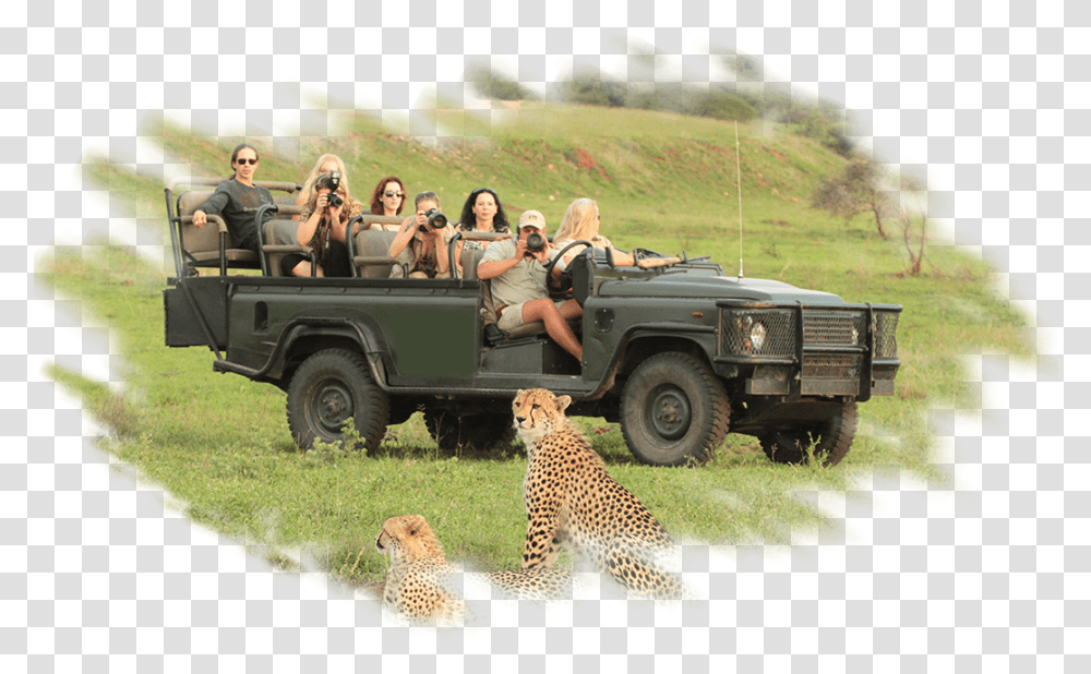 Doc Antles African Safari Vehicle, Cheetah, Wildlife, Mammal, Animal Transparent Png