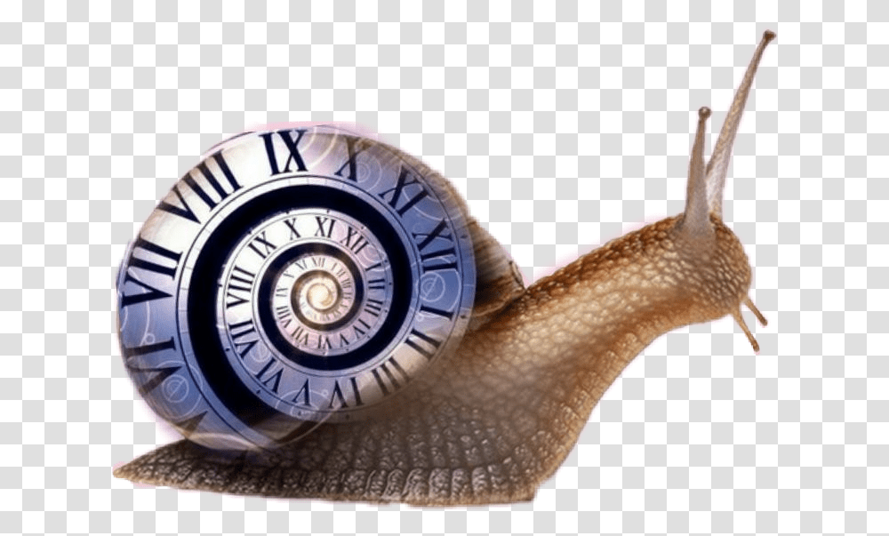 Doctor Who, Wristwatch, Snail, Invertebrate, Animal Transparent Png