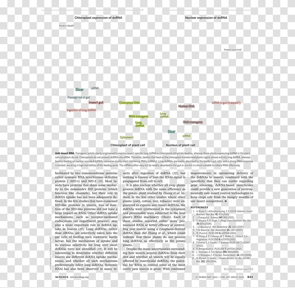 Document, Vegetation, Plant, Building Transparent Png