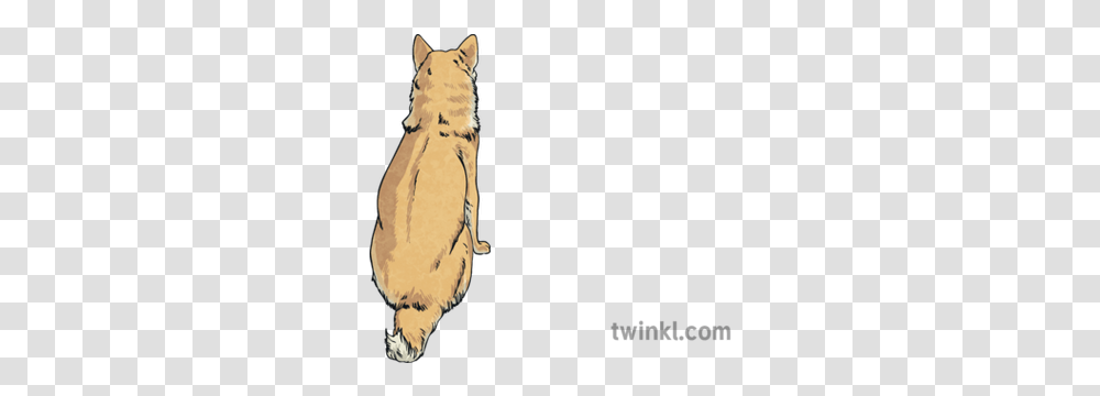 Dodge Back Shot Dog Animal Pet Soft, Mammal, Wildlife, Building Transparent Png