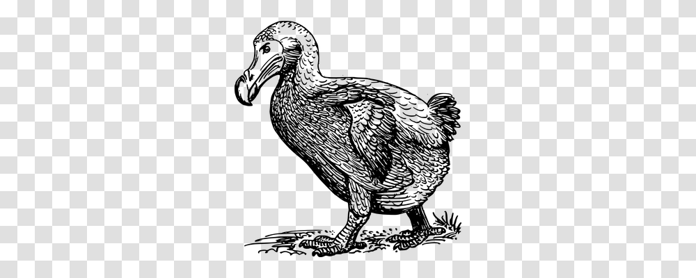 Dodo Nature, Gray, World Of Warcraft Transparent Png