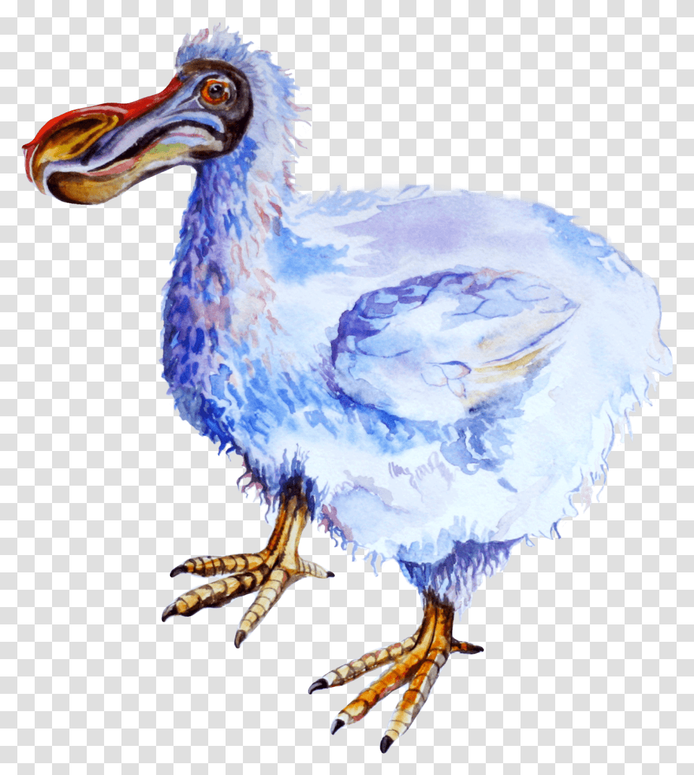 Dodo, Animal, Bird, Beak, Chicken Transparent Png