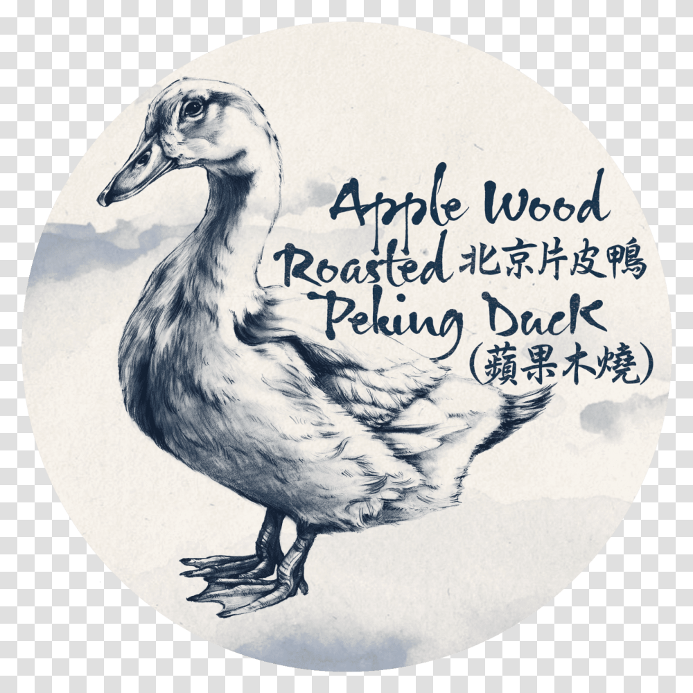 Dodo, Bird, Animal Transparent Png