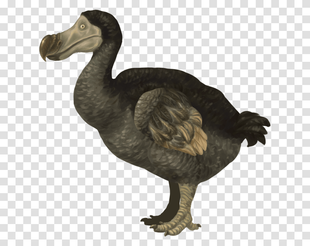 Dodo, Bird, Animal Transparent Png