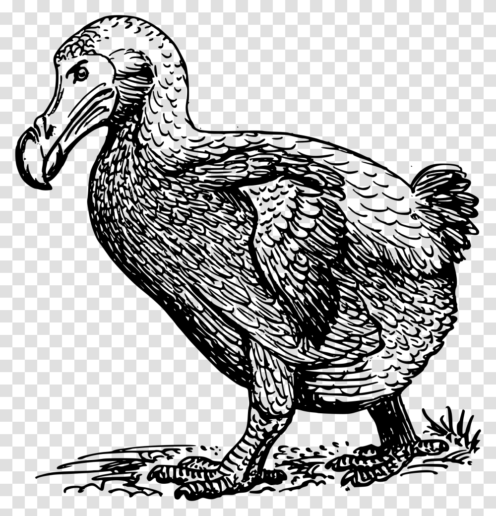 Dodo Bird Clip Arts Dodo Clipart Black And White, Gray, World Of Warcraft Transparent Png