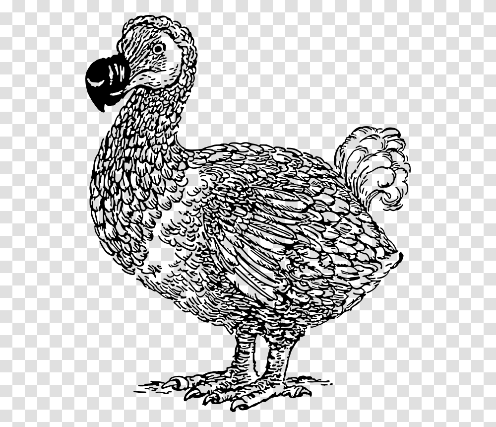 Dodo Dodo Bird Line Art, Gray, World Of Warcraft Transparent Png