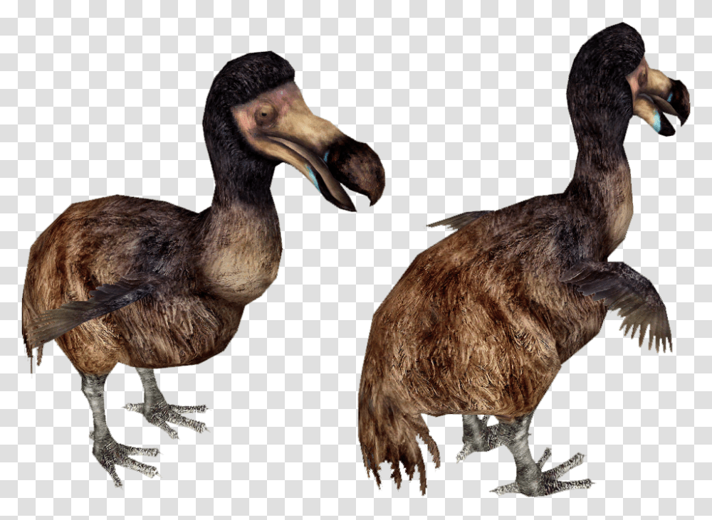 Dodo Running, Bird, Animal Transparent Png