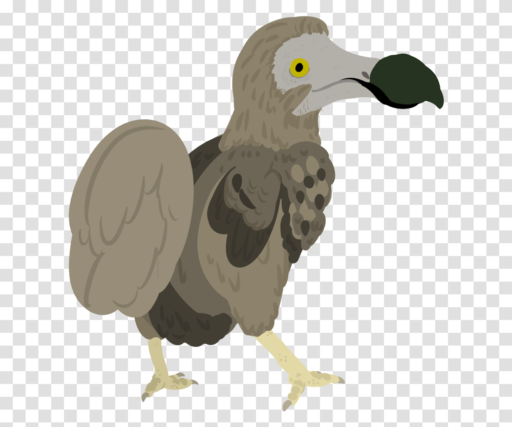 Dodo, Vulture, Bird, Animal, Beak Transparent Png
