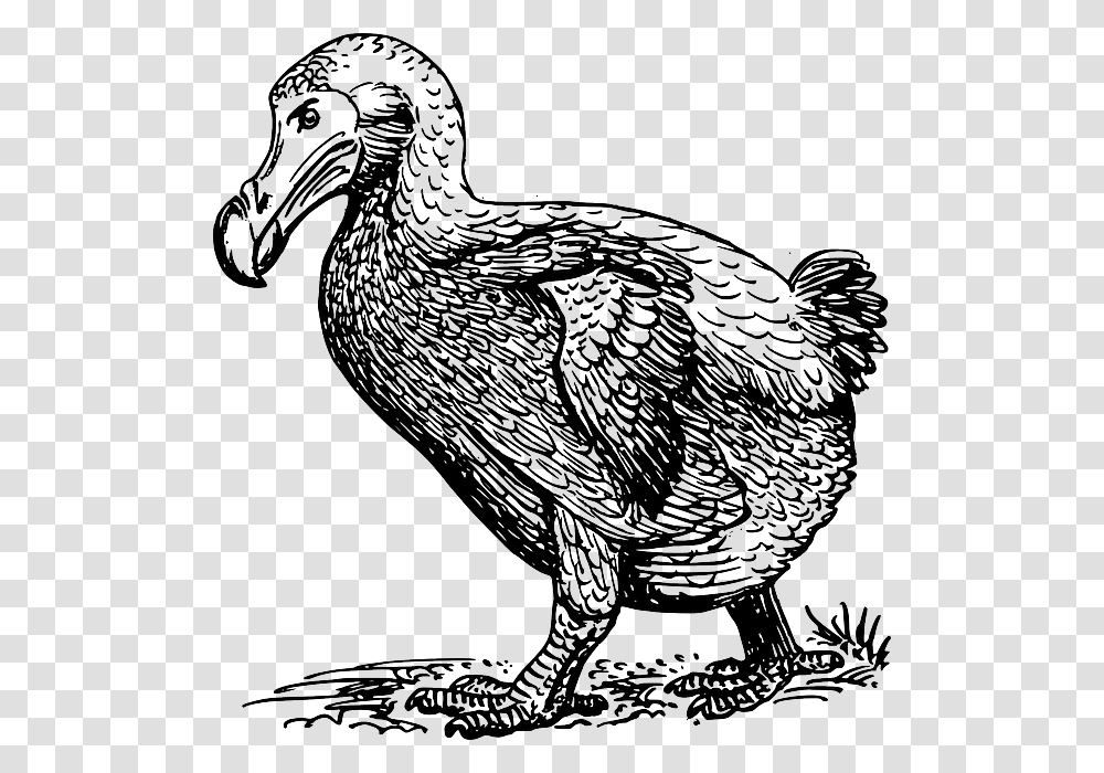 Dodo Walking Sketch Of Dodo Bird, Animal, Chicken, Poultry, Fowl Transparent Png