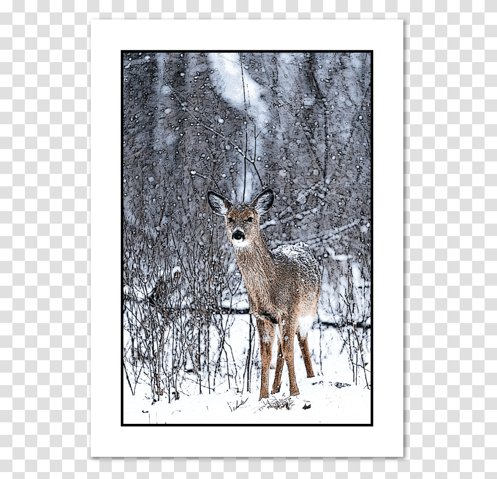 Doe In Snow Holiday Greeting Carddata Caption Poster Reh Schnee, Antelope, Wildlife, Mammal, Animal Transparent Png