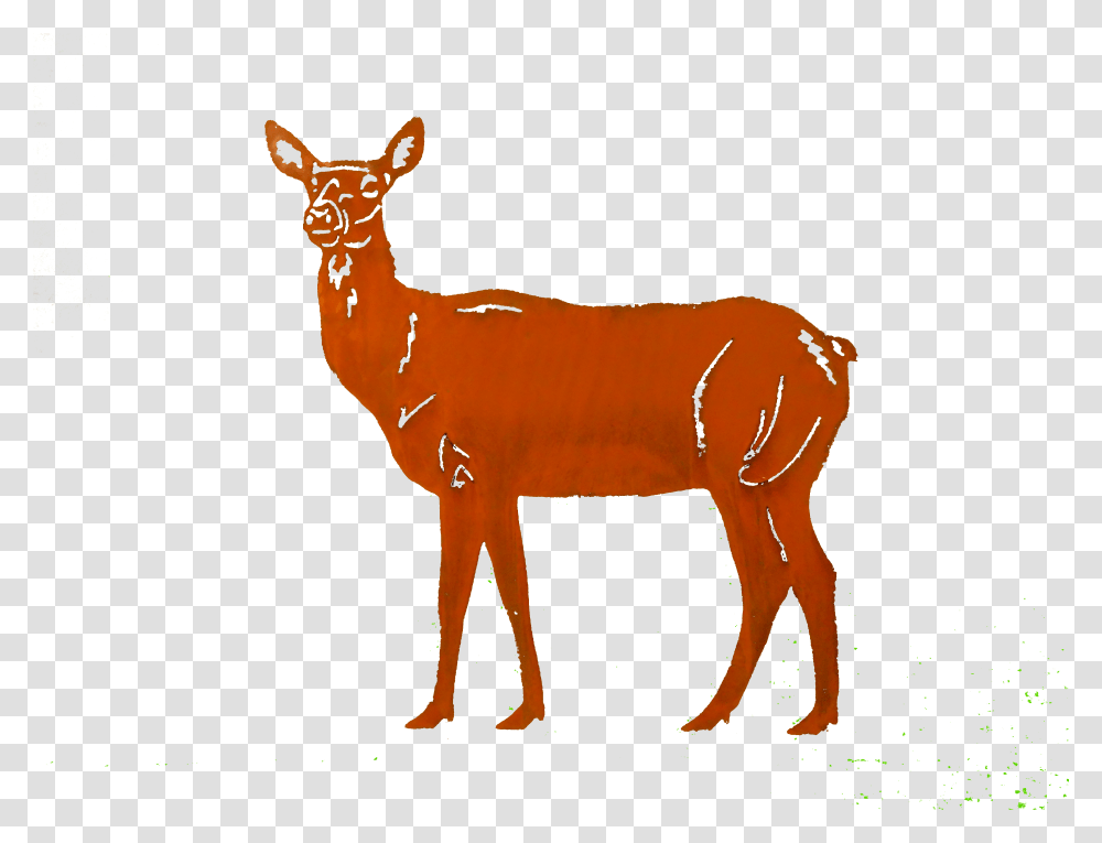 Doe Small Larger Image White Tailed Deer Transparent Png