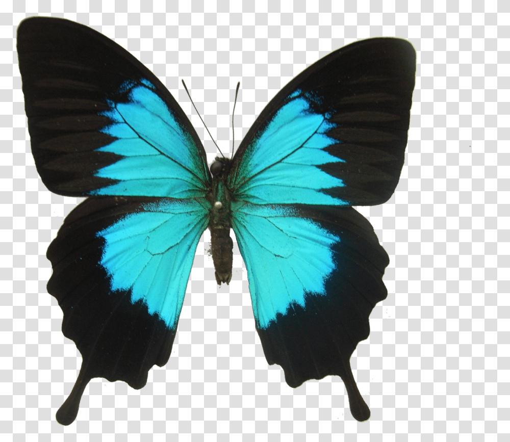 Does A Butterfly Eat, Pattern, Ornament, Insect, Invertebrate Transparent Png