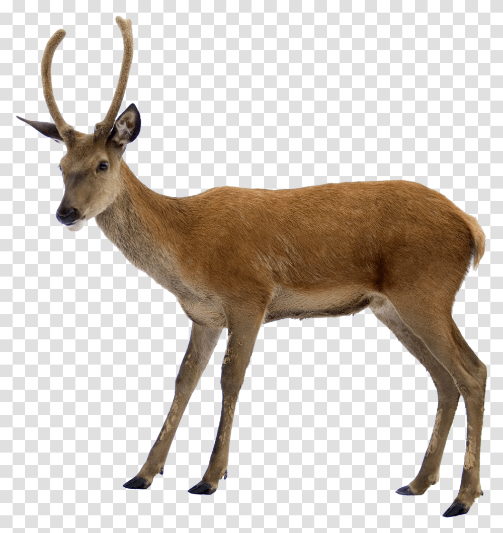 Does A Deer Look Like, Antelope, Wildlife, Mammal, Animal Transparent Png