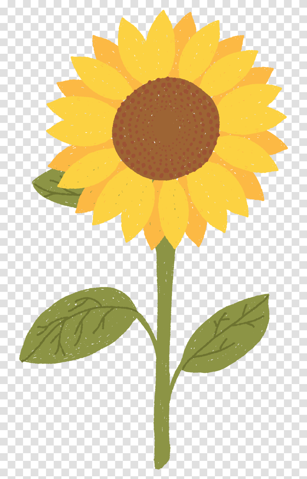 Does A Fish Eat, Plant, Flower, Blossom, Sunflower Transparent Png