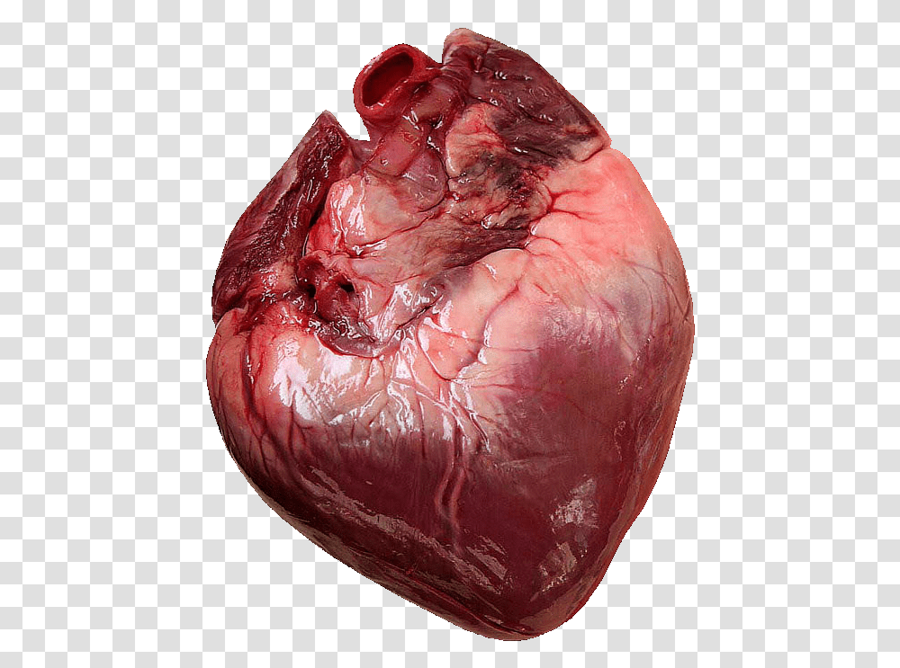 Does A Human Heart Look Like, Skin, Hand, Plant Transparent Png