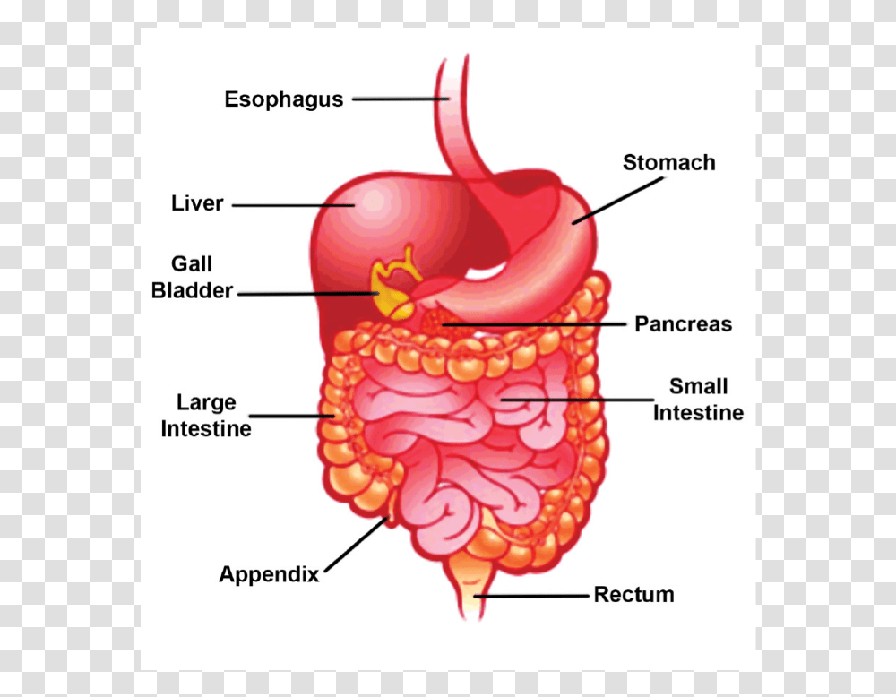 Does Your Stomach Growl, Diagram, Dynamite, Bomb, Weapon Transparent Png