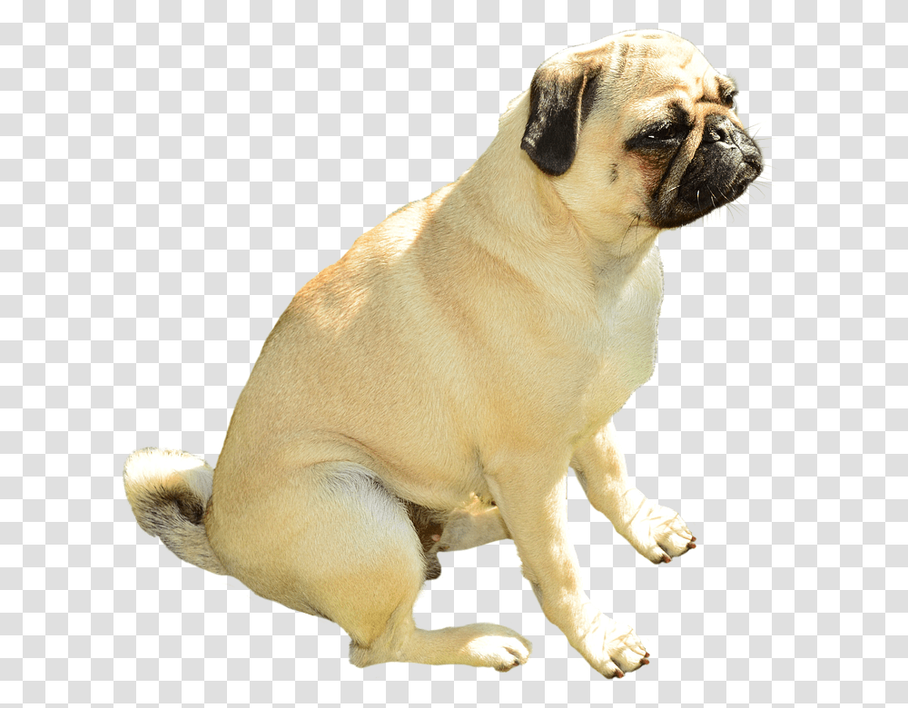 Dog 960, Animals, Pet, Canine, Mammal Transparent Png