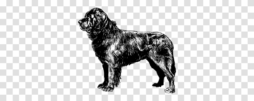 Dog Technology, Gray, World Of Warcraft Transparent Png