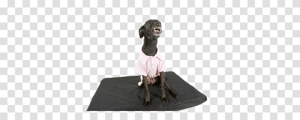 Dog Animals, Figurine, Person, Mammal Transparent Png