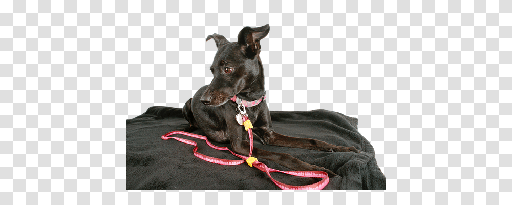 Dog Animals, Strap, Pet, Canine Transparent Png