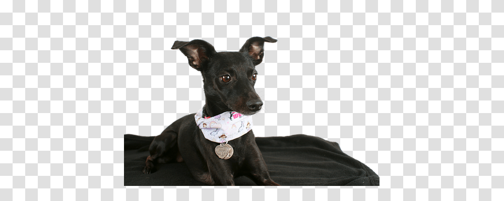 Dog Animals, Apparel, Pet Transparent Png