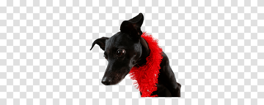 Dog Animals, Apparel, Pet Transparent Png