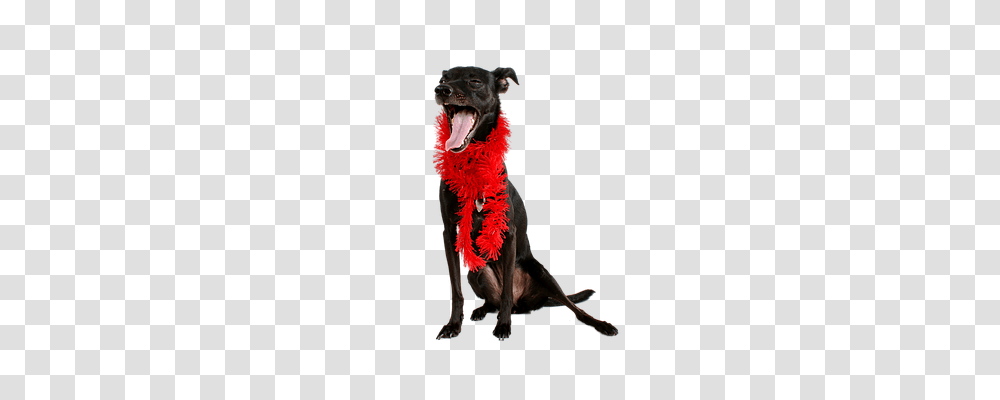 Dog Animals, Apparel, Scarf Transparent Png