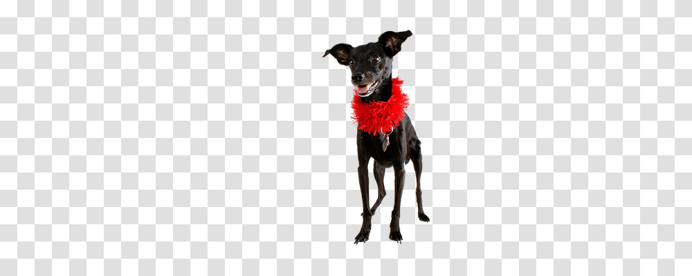 Dog Animals, Apparel, Pet Transparent Png