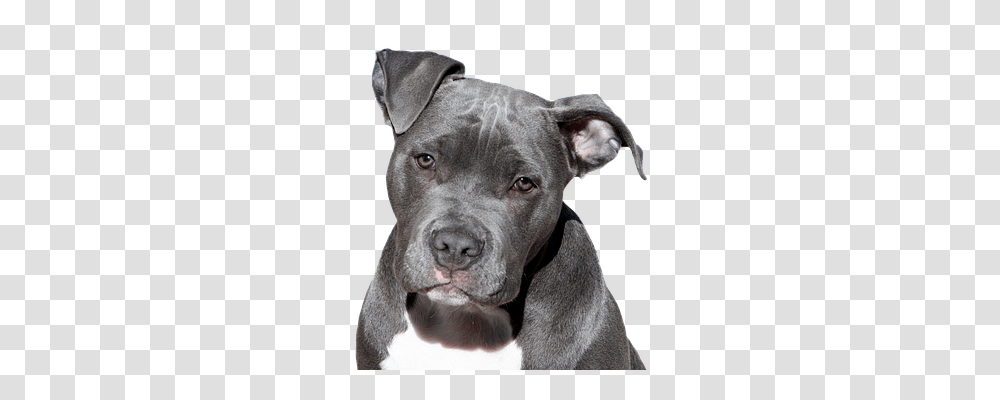 Dog Animals, Pitbull, Bulldog, Pet Transparent Png