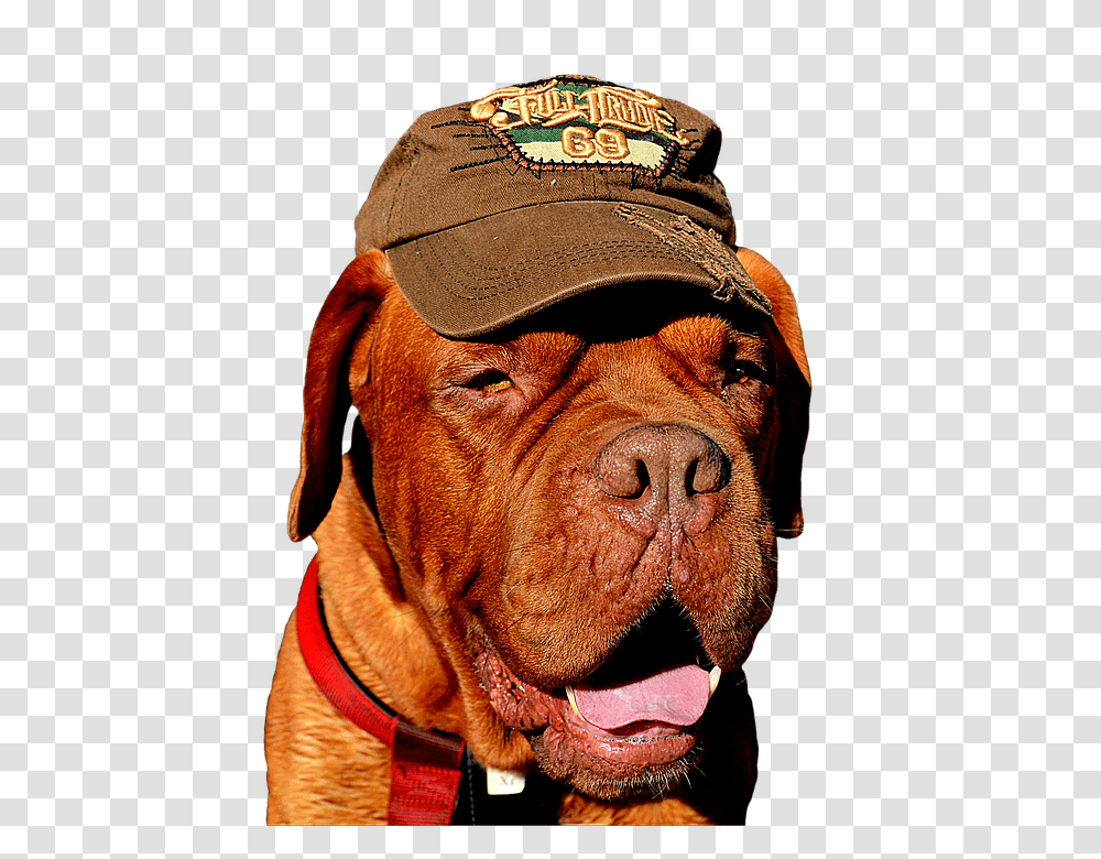 Dog 960, Animals, Bulldog, Pet, Canine Transparent Png