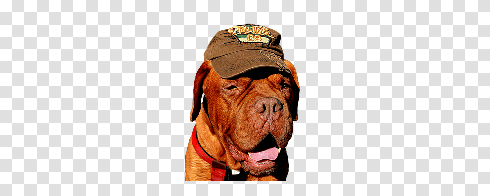 Dog Animals, Bulldog, Pet, Canine Transparent Png