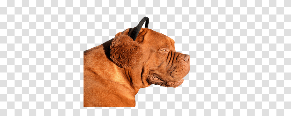 Dog Animals, Bulldog, Pet, Canine Transparent Png