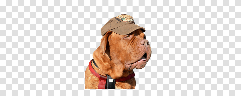 Dog Animals, Person, Human, Canine Transparent Png