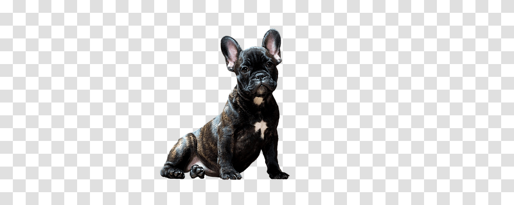 Dog Person, French Bulldog, Pet, Canine Transparent Png