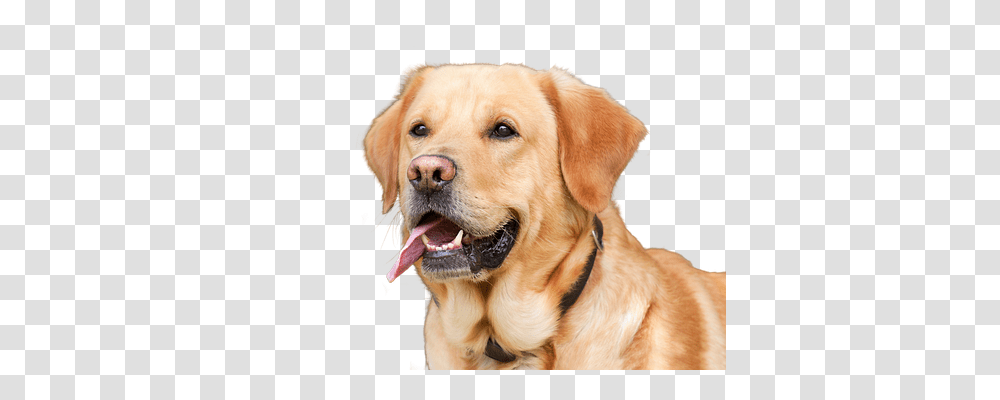 Dog Animals, Golden Retriever, Pet, Canine Transparent Png