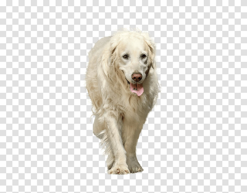 Dog 960, Animals, Pet, Canine, Mammal Transparent Png