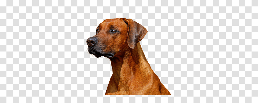 Dog Nature, Hound, Pet, Canine Transparent Png