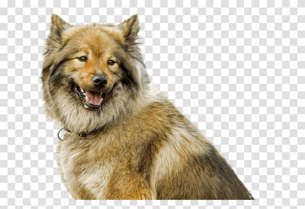 Dog 960, Animals, Pet, Canine, Mammal Transparent Png