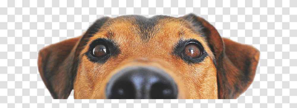 Dog Adoption Form Love Of Dogs, Snout, Pet, Canine, Animal Transparent Png