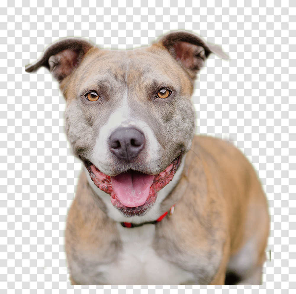 Dog American Pit Bull Terrier, Pet, Canine, Animal, Mammal Transparent Png