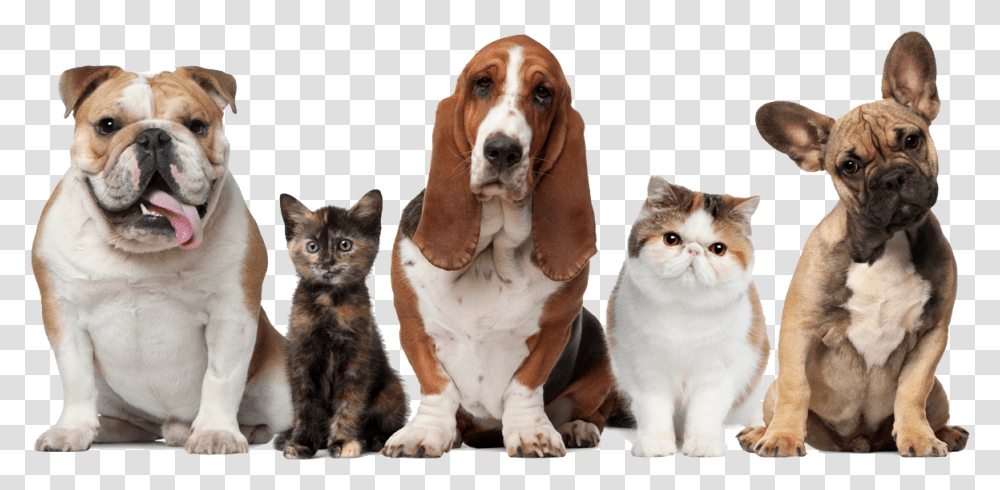 Dog Amp Cats, Pet, Canine, Animal, Mammal Transparent Png