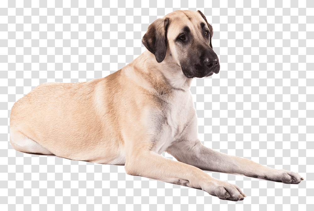 Dog Anatolian Shepherd, Pet, Canine, Animal, Mammal Transparent Png