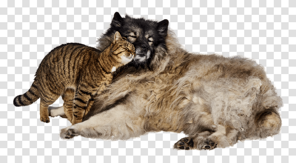 Dog And Cat 960, Animals, Manx, Pet, Mammal Transparent Png