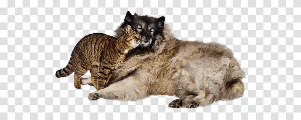 Dog And Cat Animals, Mammal, Manx, Pet Transparent Png