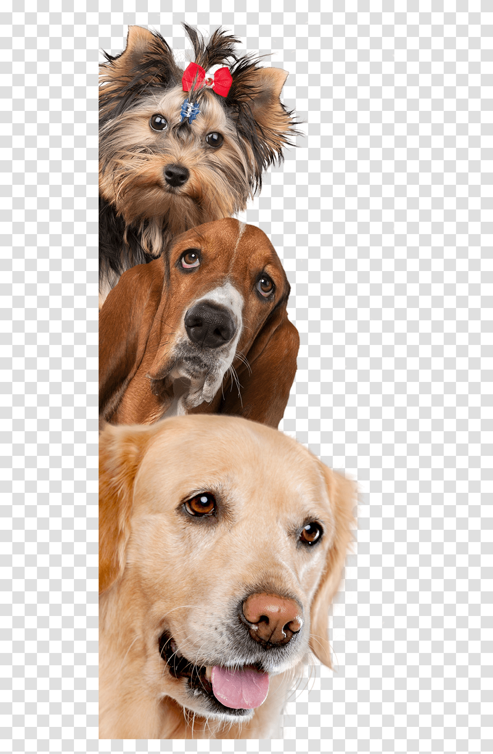 Dog And Cat Background, Hound, Pet, Canine, Animal Transparent Png