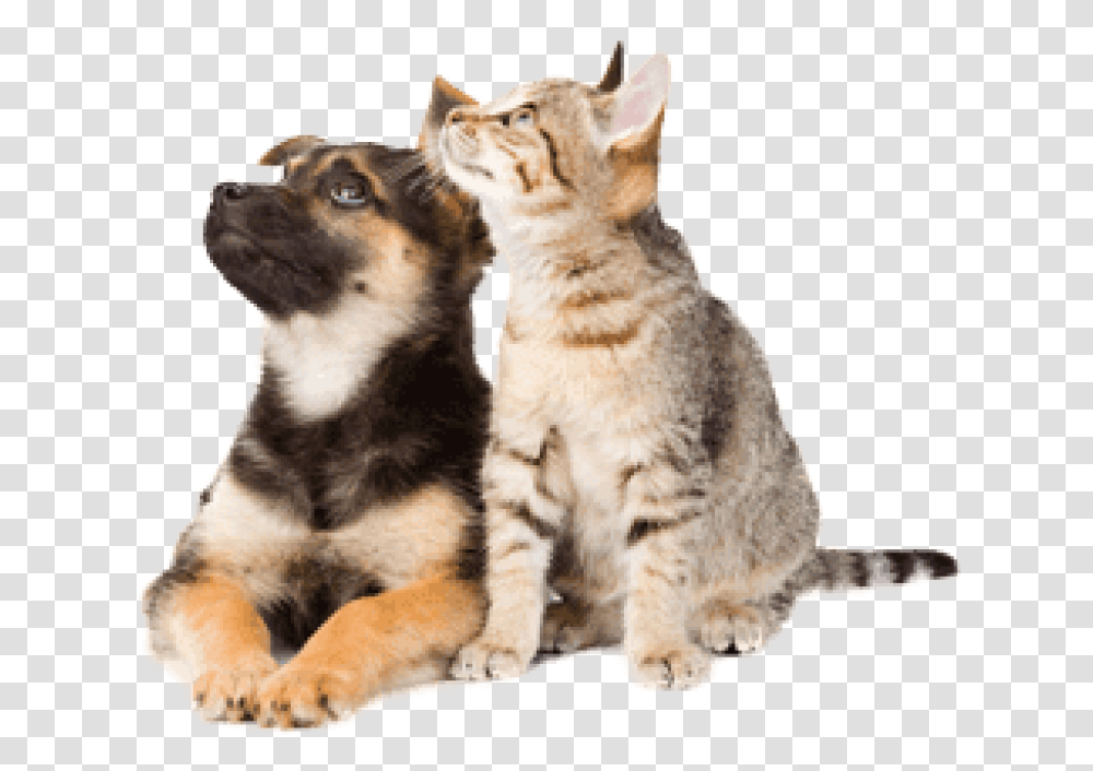 Dog And Cat Cat And Dog Background, Manx, Pet, Mammal, Animal Transparent Png