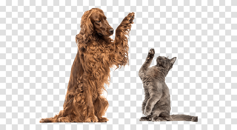 Dog And Cat Dog Cat High Five, Pet, Canine, Animal, Mammal Transparent Png